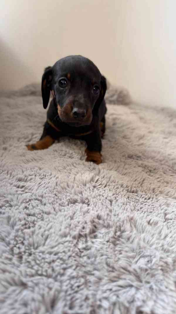 Merle Jezevčík hladkosrstý trpasličí bez PP - foto 9