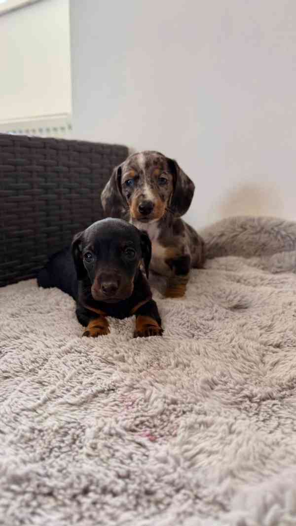 Merle Jezevčík hladkosrstý trpasličí bez PP - foto 11