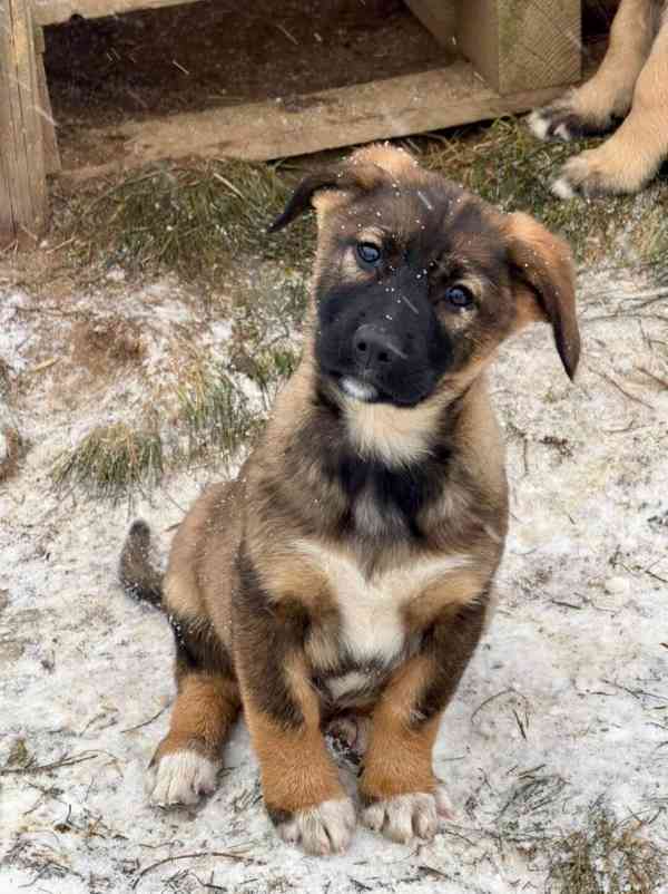 6 chlapečků, 4 holčičky - 3 měsíce  - foto 6