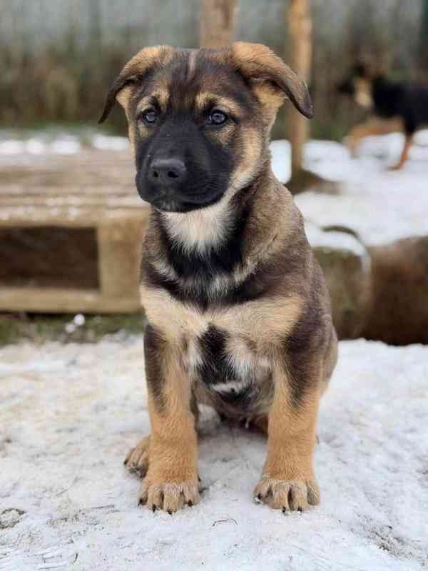 6 chlapečků, 4 holčičky - 3 měsíce  - foto 5