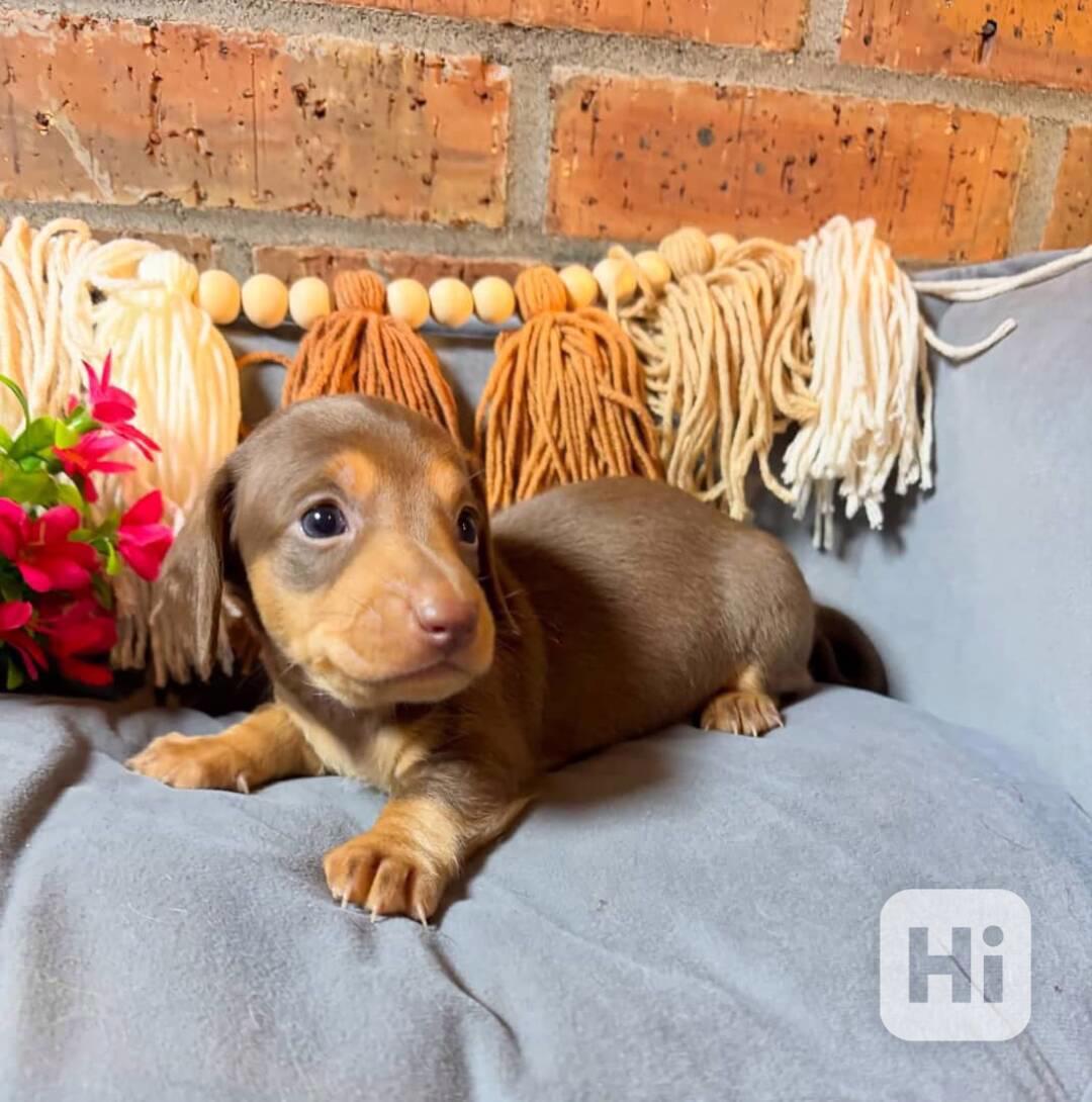 Tato krásná štěňátka jezevčíků  - foto 1