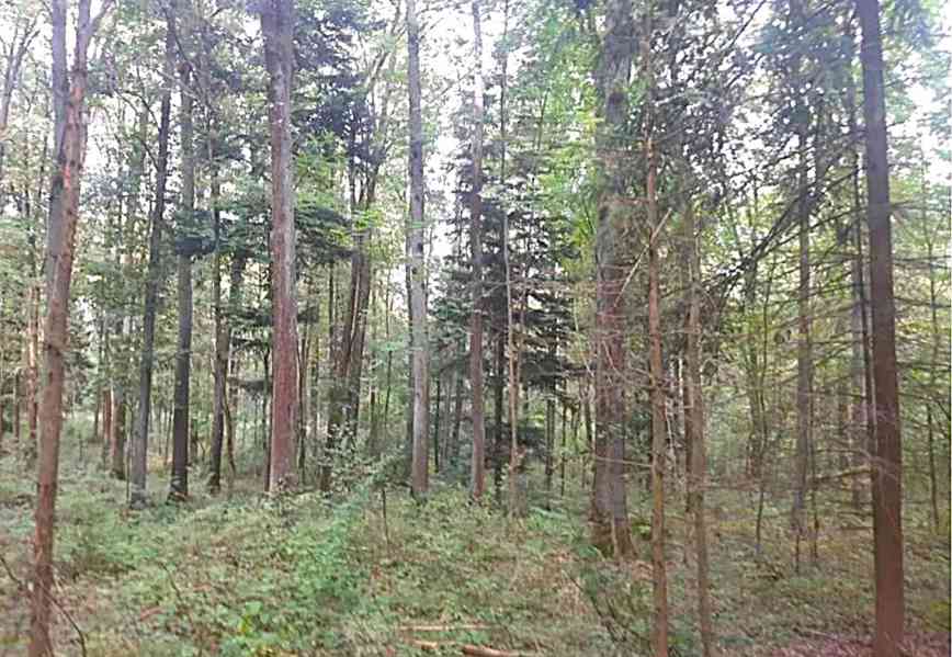 Bohuslavice  - Prodej lesního pozemku 10 962 m2 - foto 3