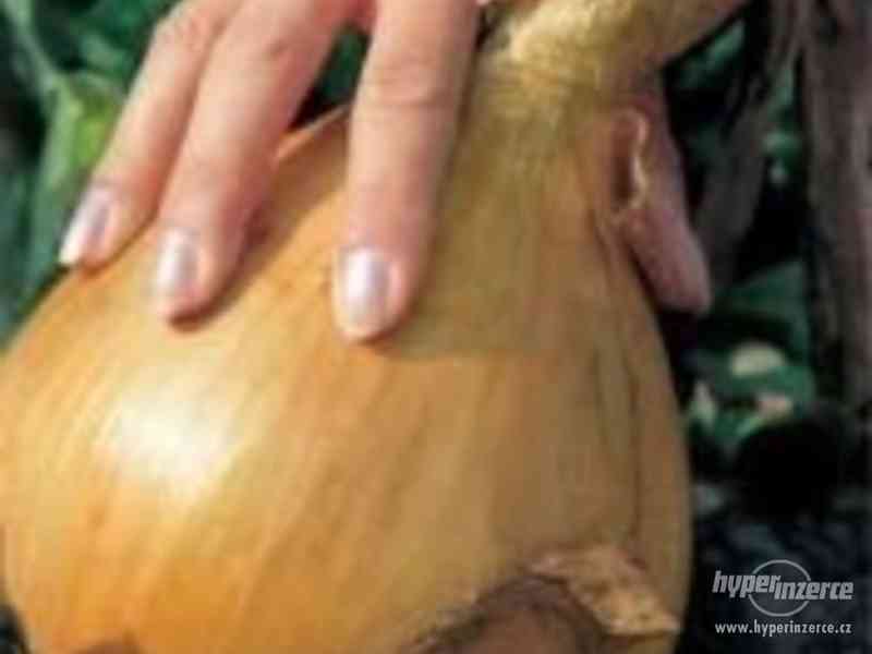 Cibule „Globo“ - semena - foto 1