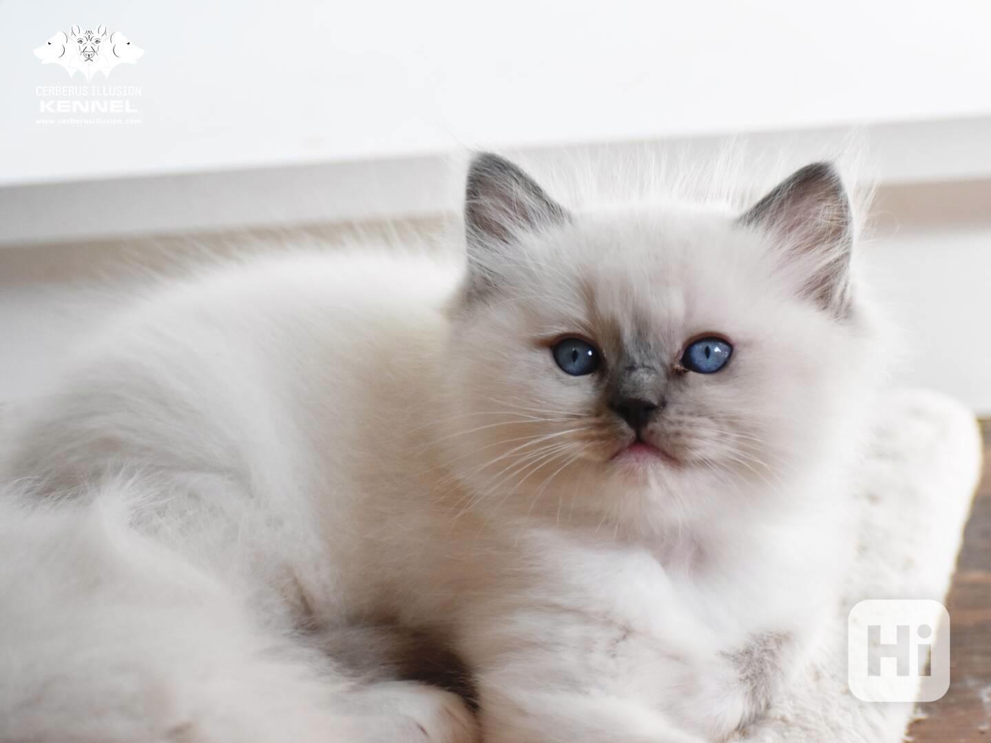 Ragdoll s PP - blue a seal mitted kocourci k rezervaci  - foto 1