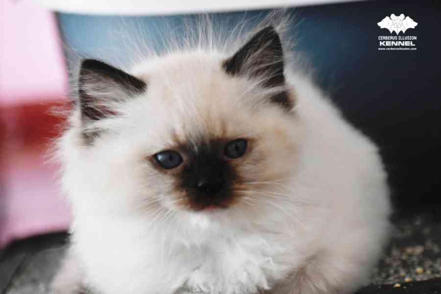 Ragdoll s PP - blue a seal mitted kocourci k rezervaci  - foto 2