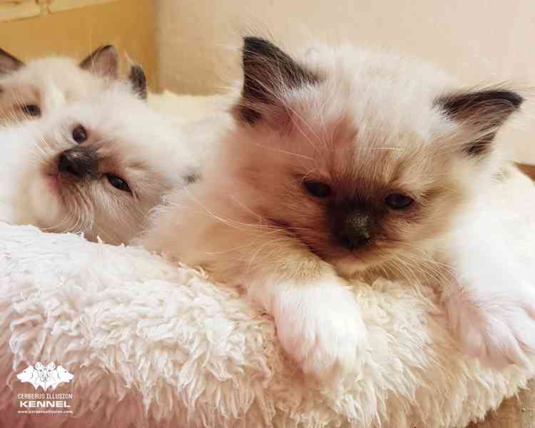 Ragdoll s PP - blue a seal mitted kocourci k rezervaci  - foto 3