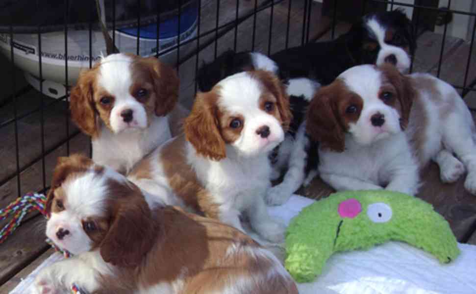 Kavalír king charles spaniel s pp - foto 1