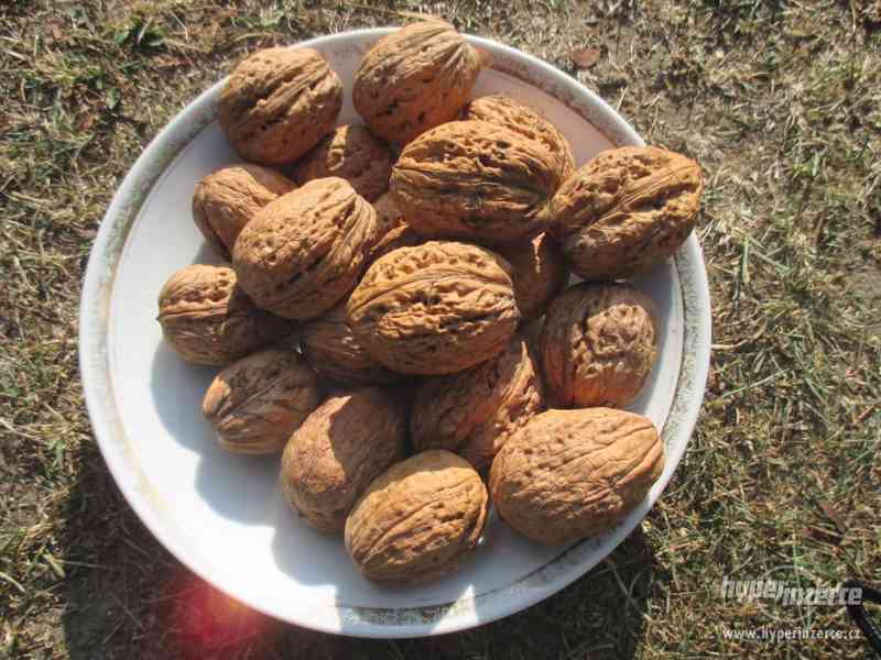 Vlašské ořechy - velké, neloupané za 50kč/kg - foto 1