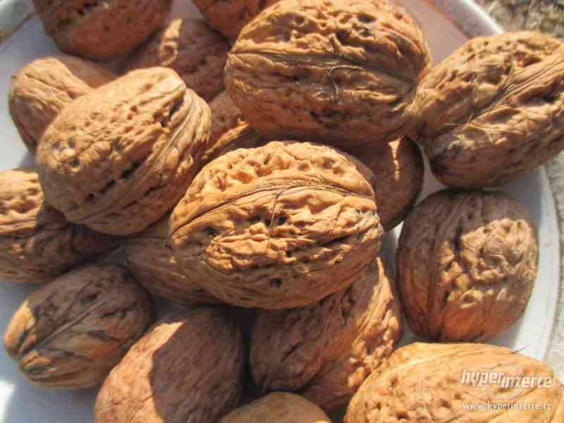 Vlašské ořechy - velké, neloupané za 50kč/kg - foto 2