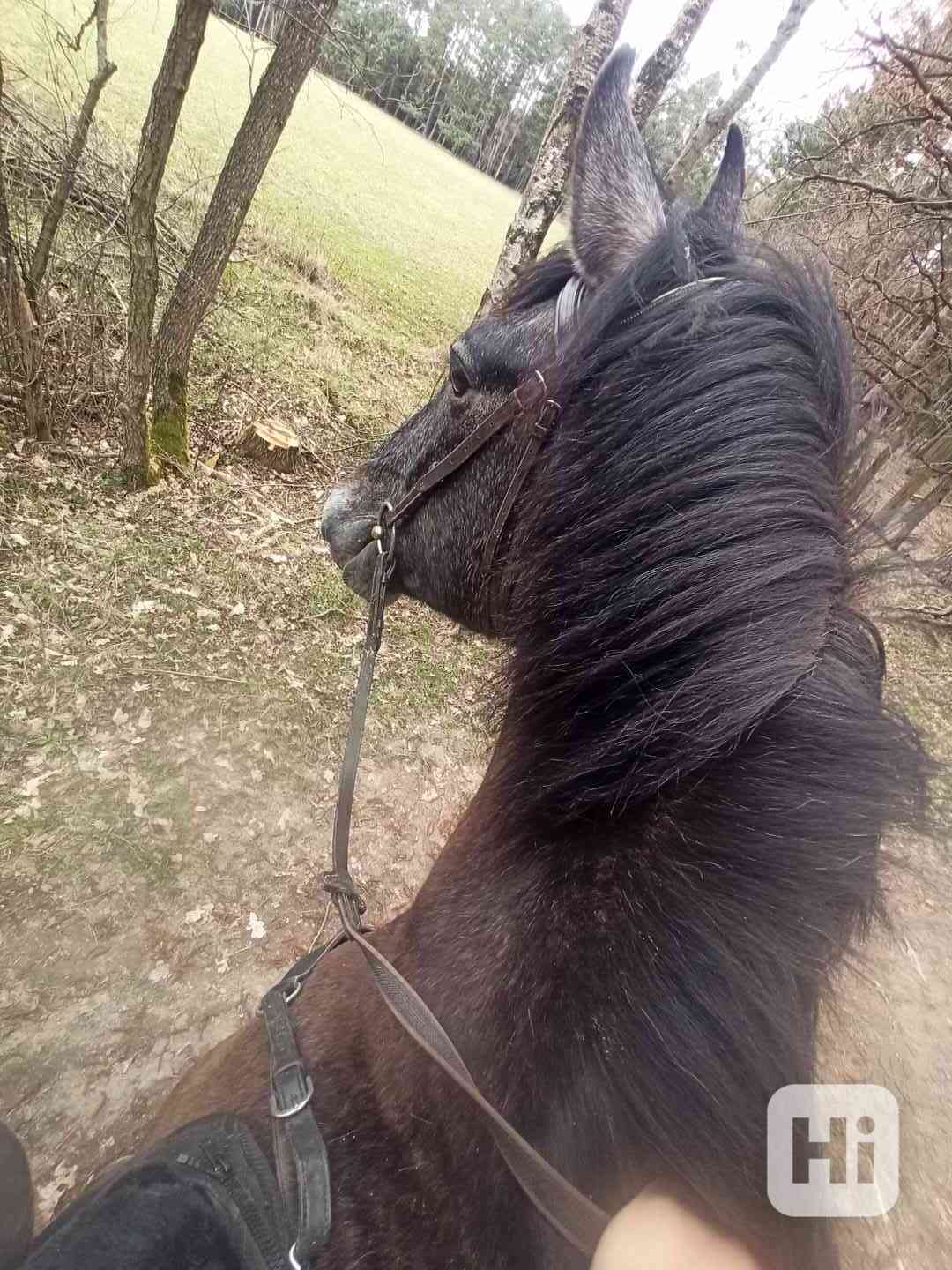 Výcvik koní/obsedání - foto 1