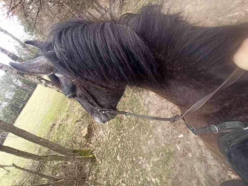 Výcvik koní/obsedání