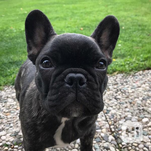 French bulldog - foto 1