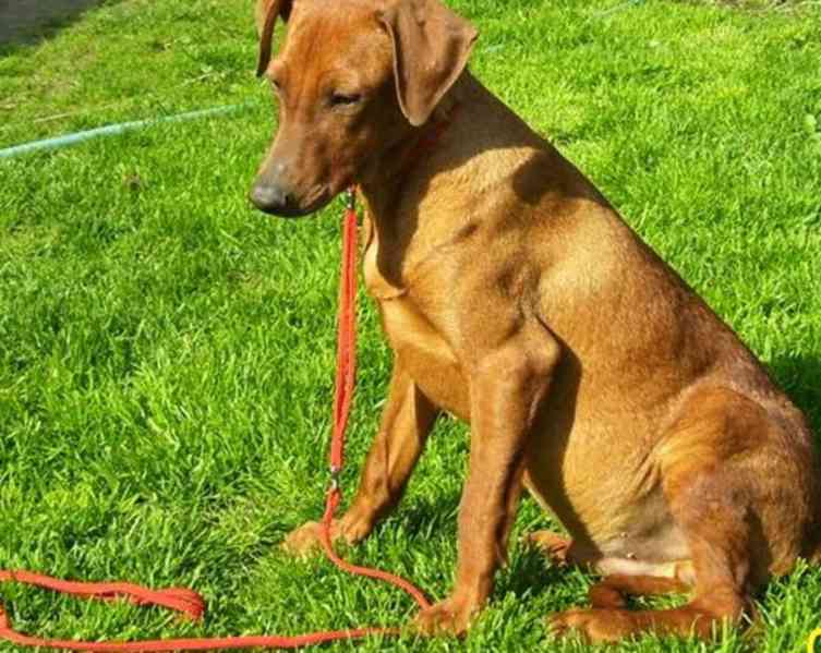 Německý pinč - štěňata s PP - foto 2