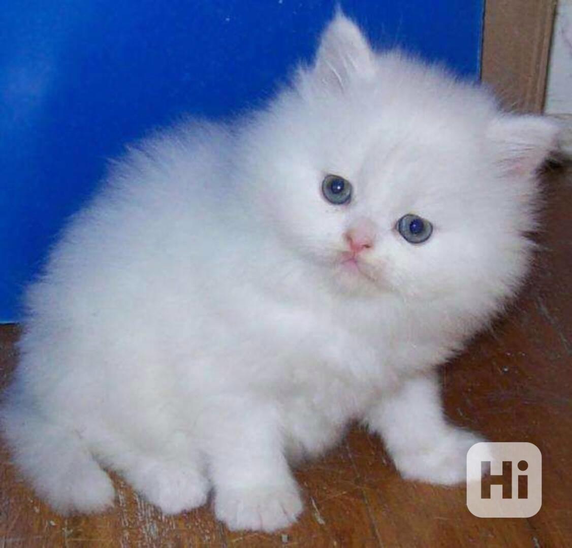 rozkošné perské kotě k adopci - foto 1