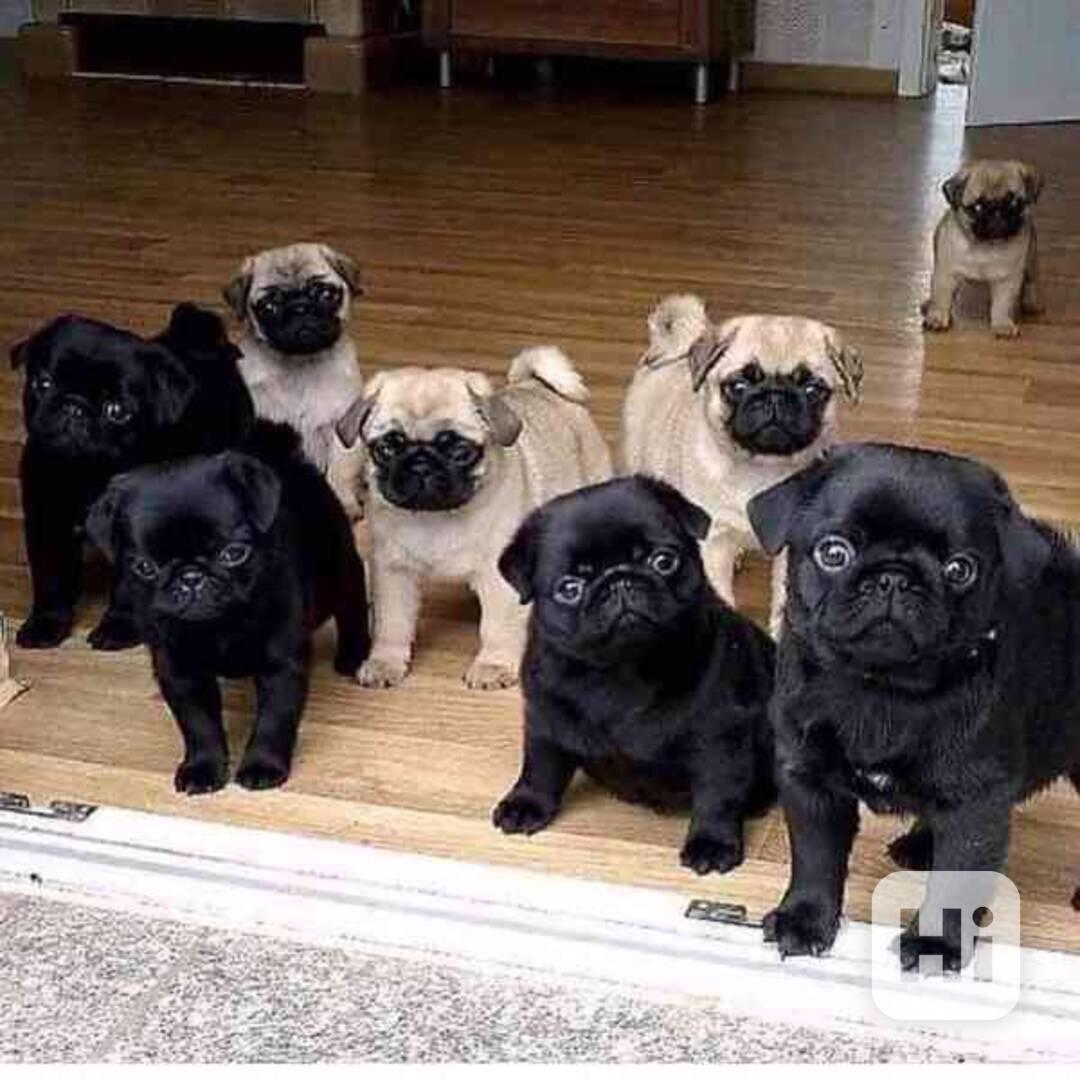 Přátelská štěňata mopse k adopci - foto 1