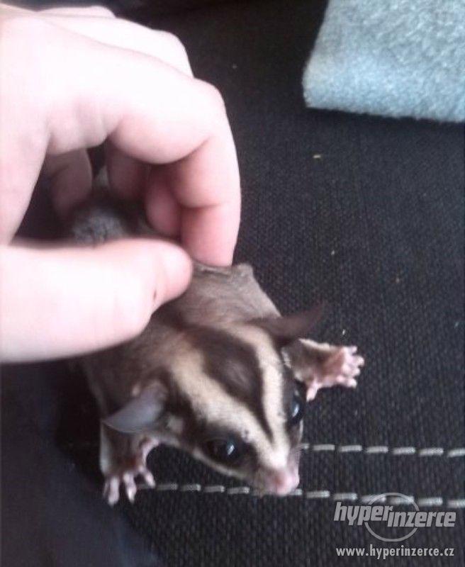 Vakoveverka létavá - sameček - foto 1