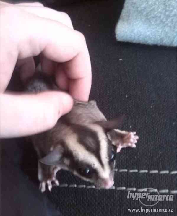 Vakoveverka létavá - sameček - foto 1