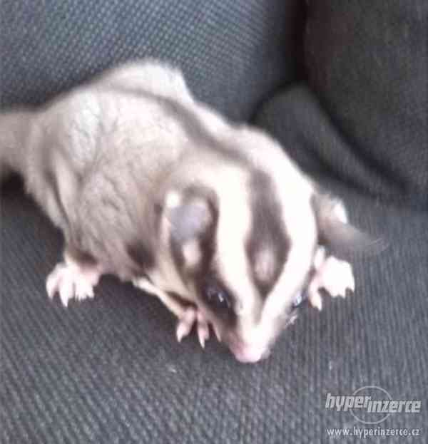 Vakoveverka létavá - sameček - foto 2