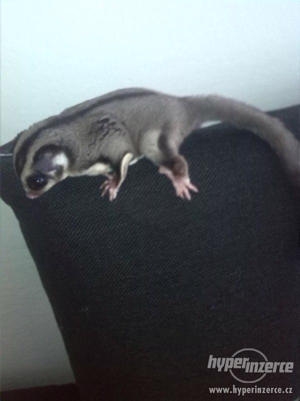 Vakoveverka létavá - sameček - foto 3