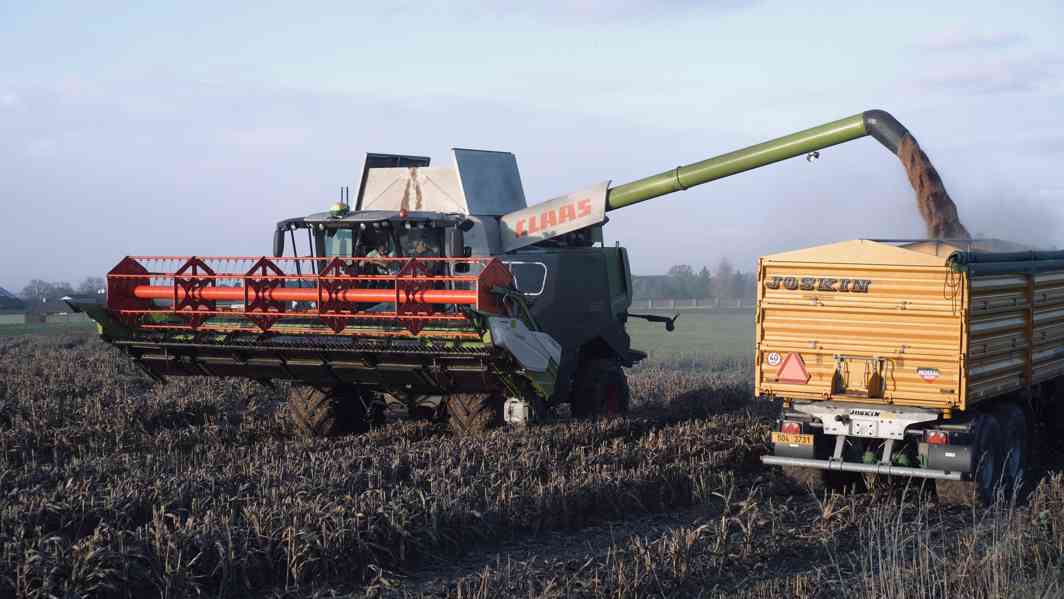 Čirok červený - foto 3