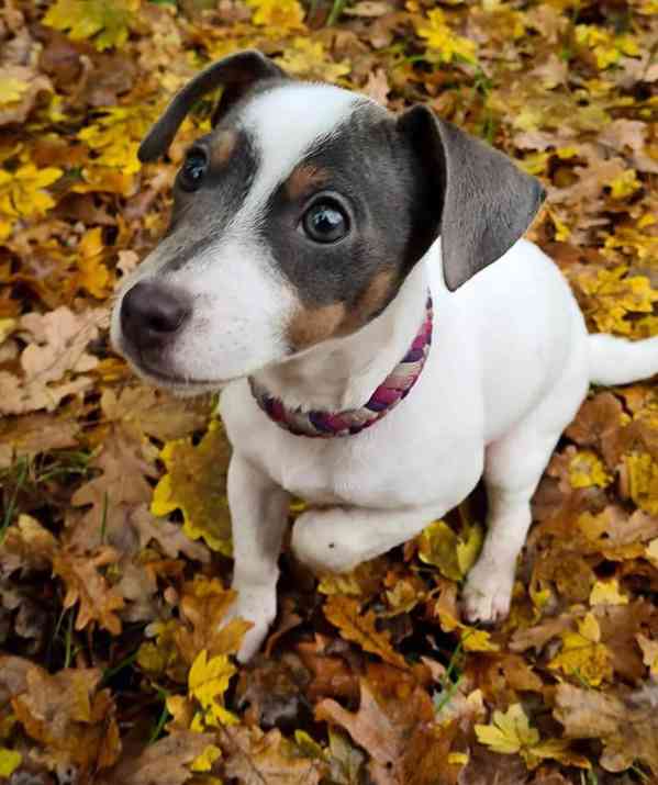 12 týdenní štěně jack russella k adopci zdarma   - foto 2