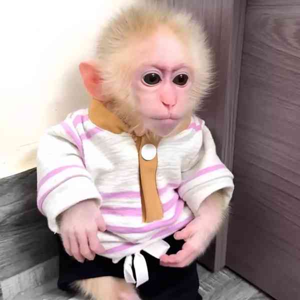 Máme na prodej tři kapucínské opice. - foto 2