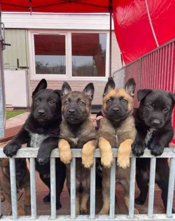 Belgický ovčák malinois - foto 1