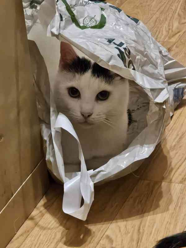 SOS pro čtyři krasavce - foto 3