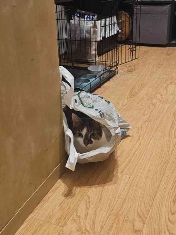 SOS pro čtyři krasavce - foto 5