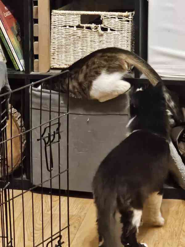 SOS pro čtyři krasavce - foto 4