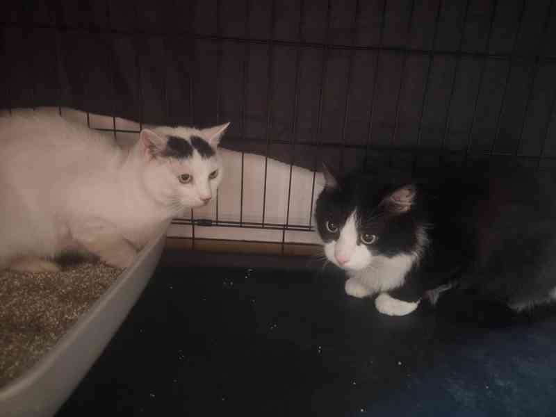 SOS pro čtyři krasavce - foto 2