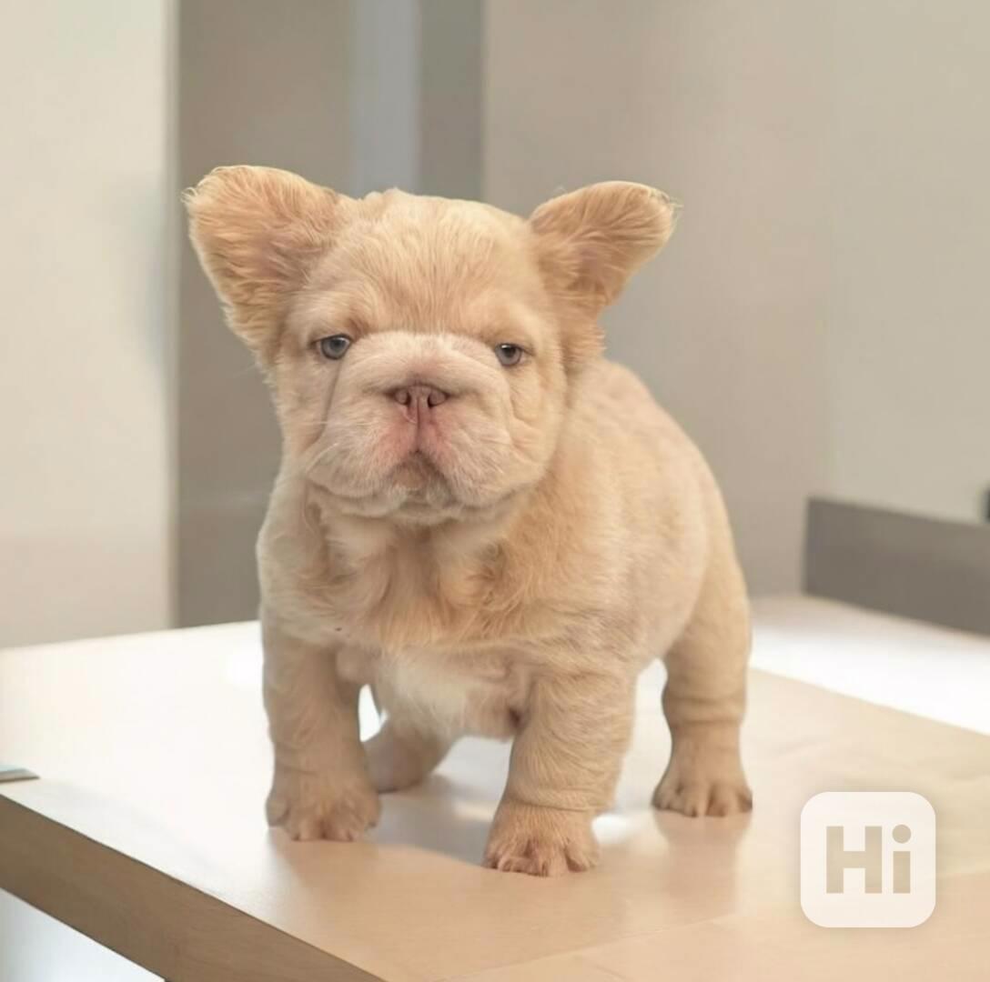 Francouzští buldoci ~ Světle plavá fena ~ Registrováno v AKC - foto 1