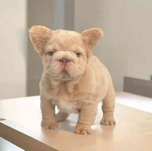 Francouzští buldoci ~ Světle plavá fena ~ Registrováno v AKC