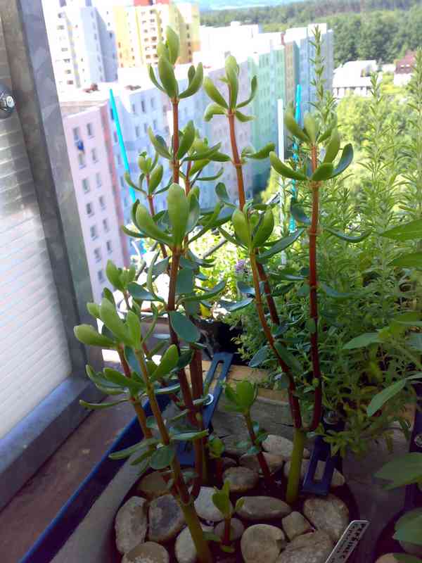 Pepřinec skořicový - Peperomia inaequalifolia - sazenice - foto 3