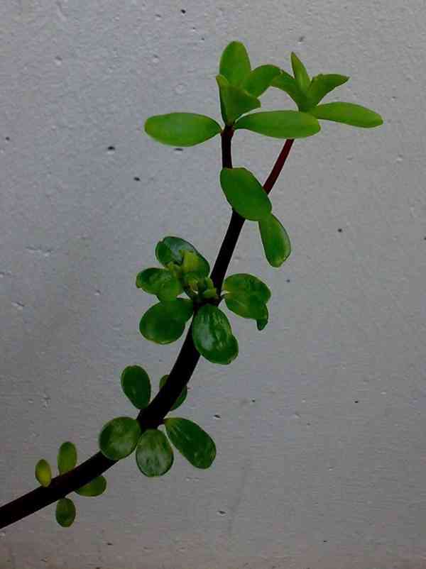 Pepřinec skořicový - Peperomia inaequalifolia - sazenice - foto 2