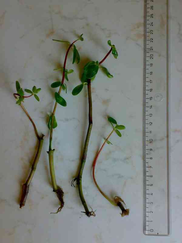 Pepřinec skořicový - Peperomia inaequalifolia - sazenice - foto 4