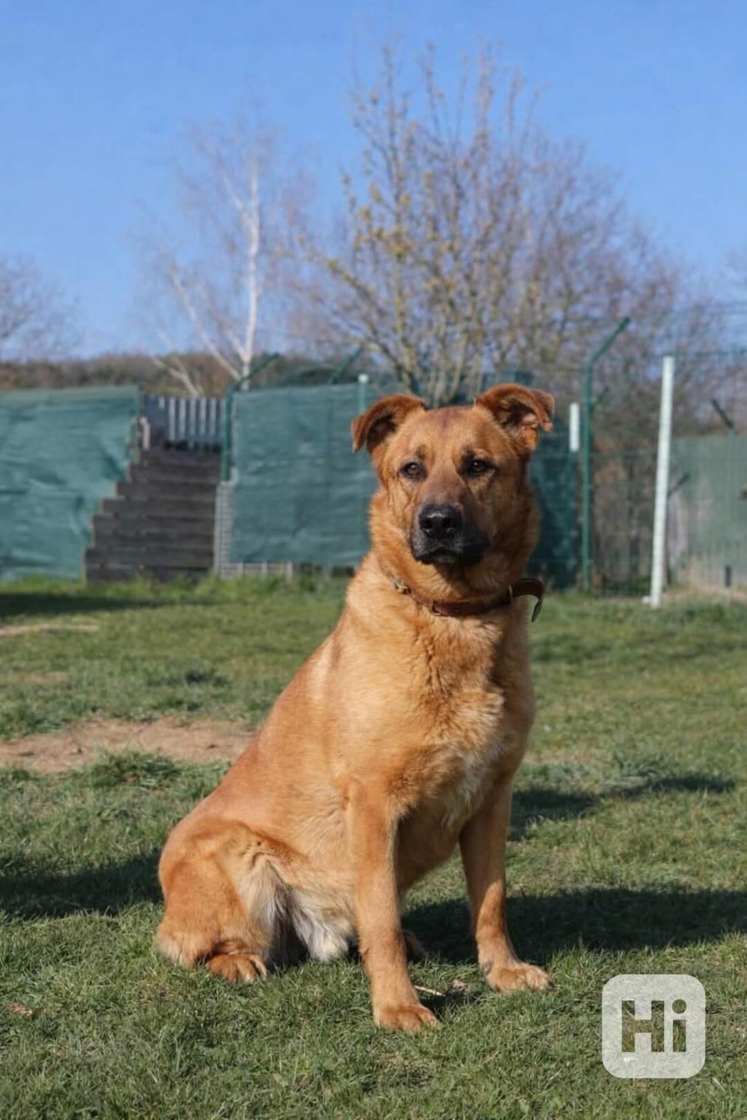 YOGI - kastrovaný psík 4 roky  - foto 1