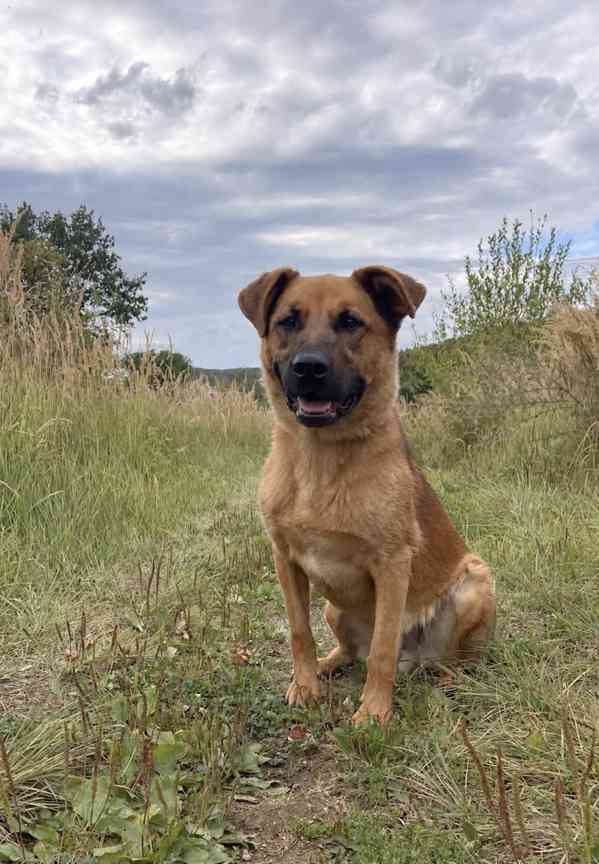 YOGI - psík 4 roky  - foto 3