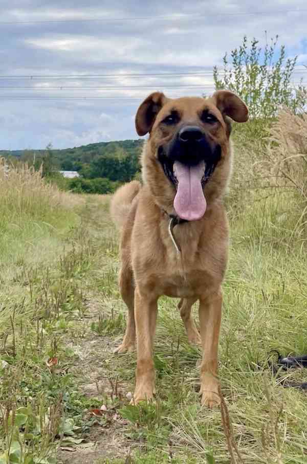 YOGI - psík 4 roky  - foto 2
