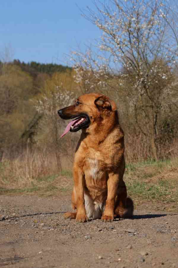 YOGI - kastrovaný psík 4 roky  - foto 2