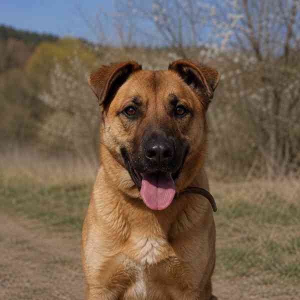 YOGI - kastrovaný psík 4 roky  - foto 1