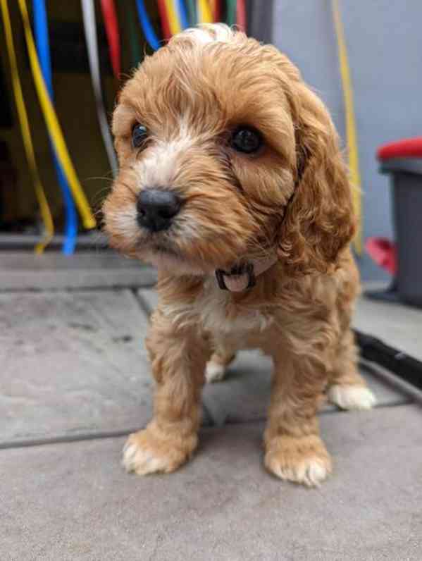 Štěňata cavapoo prošla důkladnou zdravotní prohlídkou - foto 1