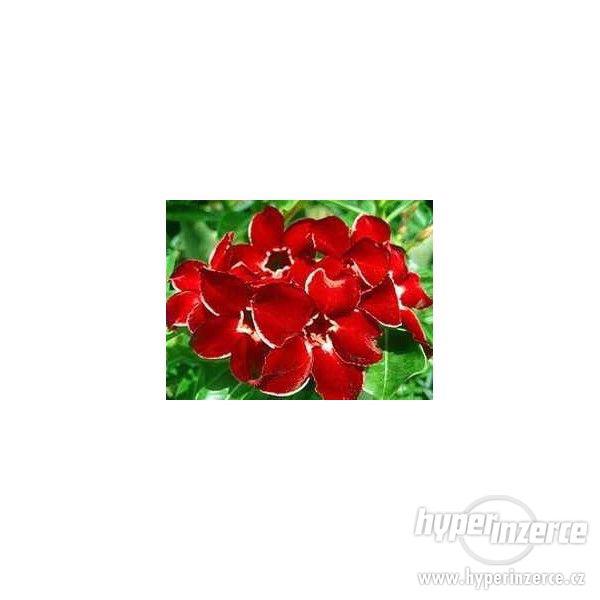 Semena nádherných Pouštních růží, semena Adenií a Plumerií - foto 3