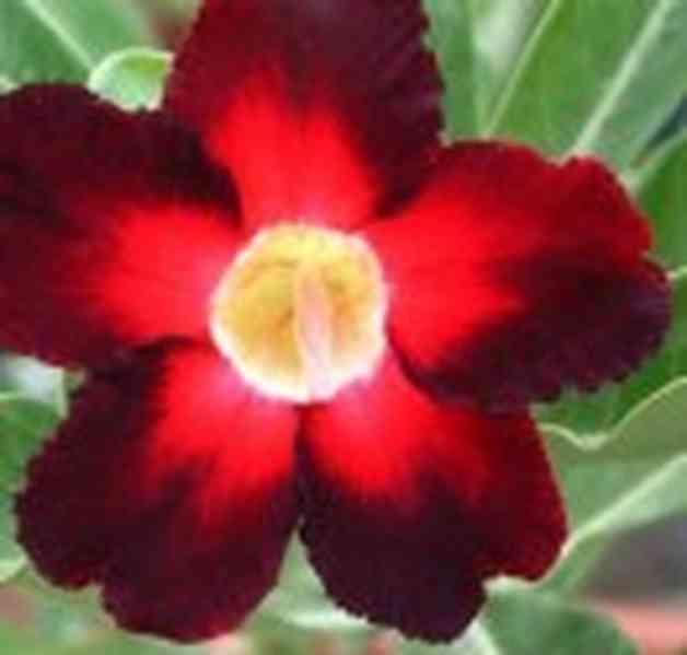 Adenium obesum apollo