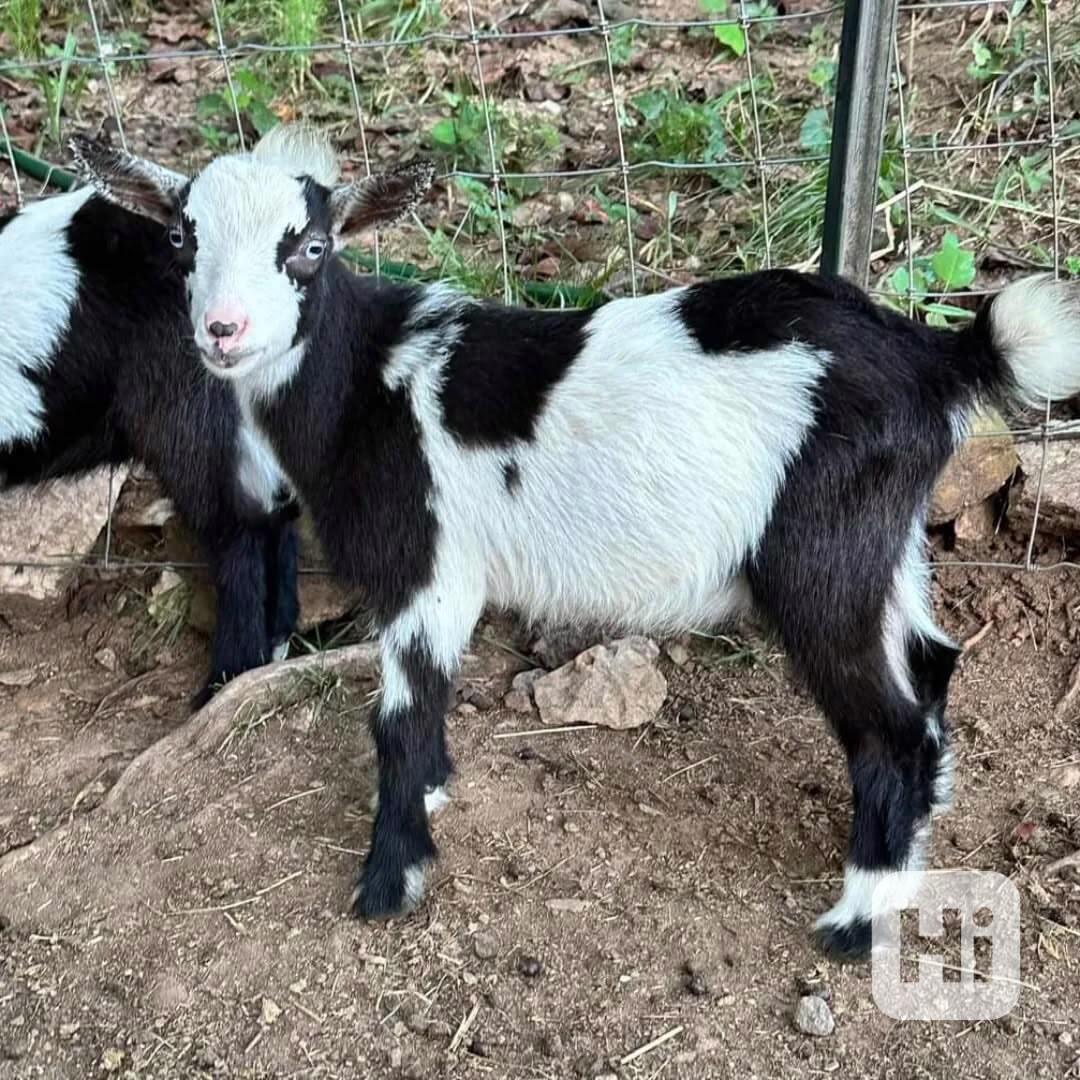 Skvělé kozy na prodej! - foto 1