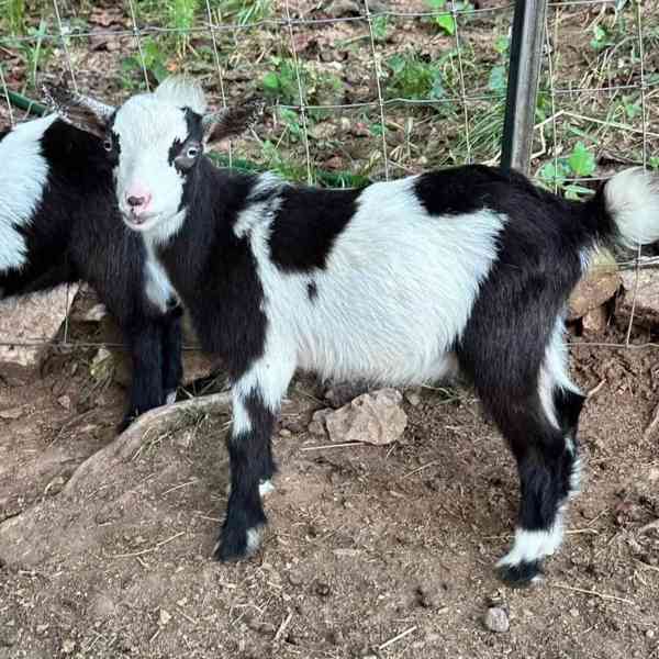 Skvělé kozy na prodej! - foto 1