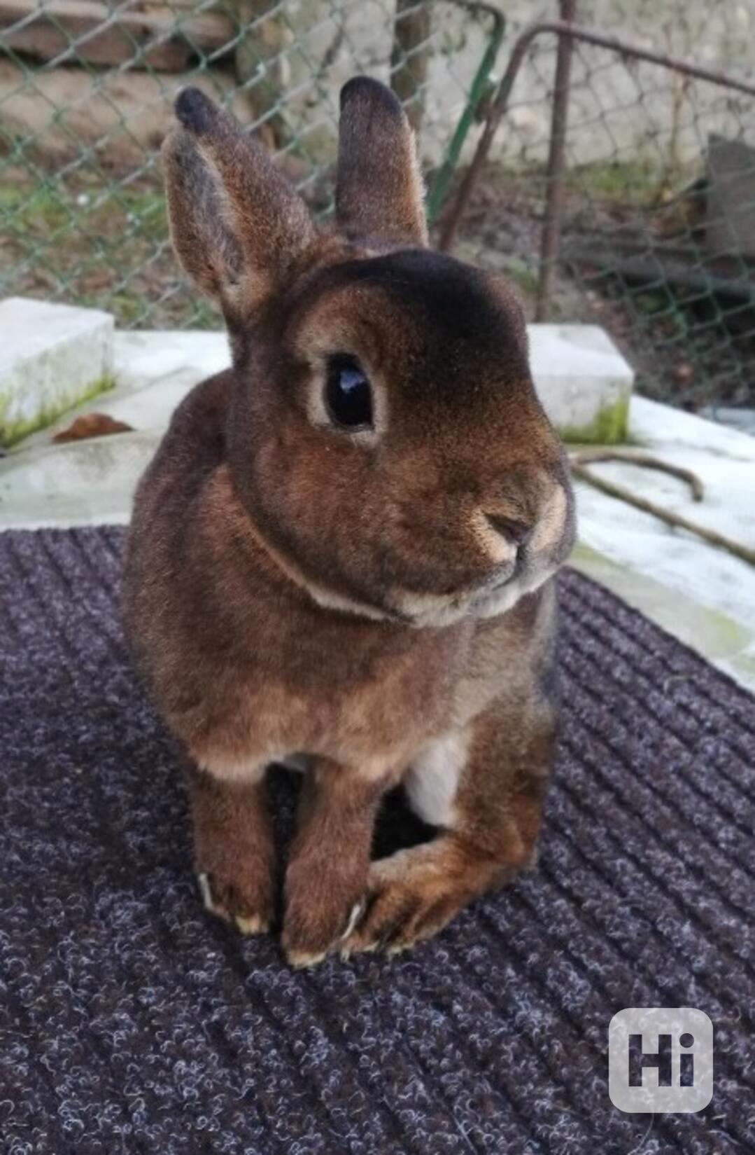 Zakrslý kastorex - foto 1