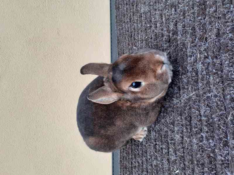 Zakrslý kastorex - foto 2