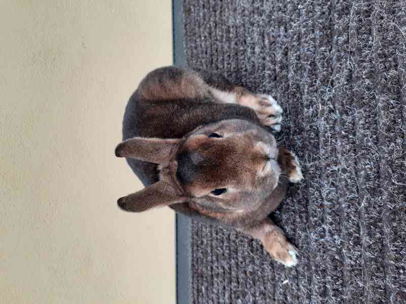 Zakrslý kastorex - foto 3