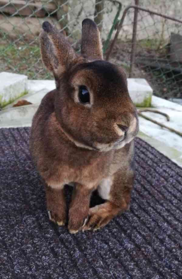 Zakrslý kastorex - foto 1